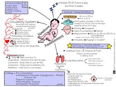 a diagram showing the different stages of an infant's life cycle and how it works