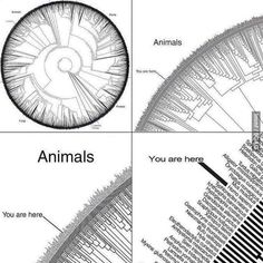 an animal's eye is shown in this diagram