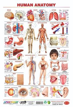 the human anatomy poster is shown with all kinds of organs and their corresponding body parts