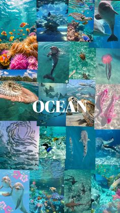 the ocean is full of different types of animals