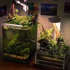 two fish tanks filled with plants on top of a wooden table next to a lamp