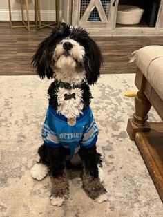 a black and white dog wearing a blue shirt sitting on the floor in front of a couch