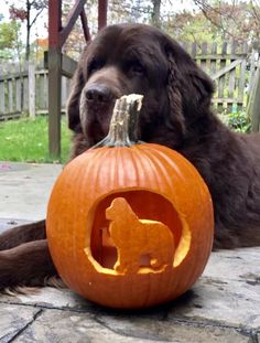 a dog laying next to a carved pumpkin