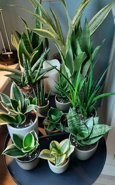 several potted plants sitting on top of a table