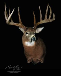 a deer with antlers on it's head is shown in front of a black background