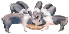 several pigs are eating out of a bowl