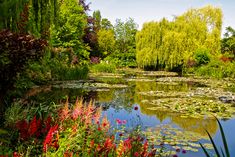 a pond with lily pads and red flowers in the foreground, surrounded by trees