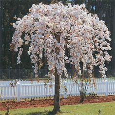 a large white tree with lots of flowers on it's branches in front of a fence