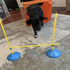 a black dog standing on top of a rug next to a blue and yellow pole