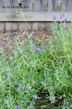 lavender growing in the garden next to a wooden bench with text overlay that reads, 9 lavender on sitton place