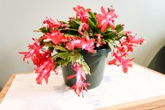 a potted plant sitting on top of a wooden table