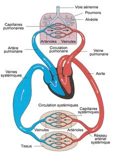 the structure of an organ and its major structures, including blood vessels, ventilators, valves, venouses, artery