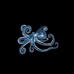 an octopus is shown in the dark with blue swirls on it's head