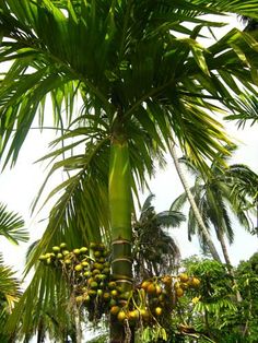 a palm tree with lots of fruit hanging from it