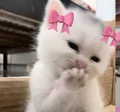 a white cat with pink bows on its head