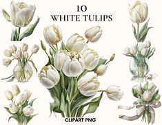 white tulips clipart png and svt files for use in design projects