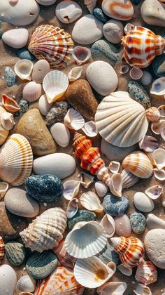 many different shells and rocks on the beach