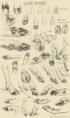 some drawings of feet and legs with the words deer hoones on each one side