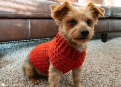 a small dog wearing a red sweater sits on the carpet in front of a couch