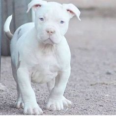 a small white dog standing next to a fence