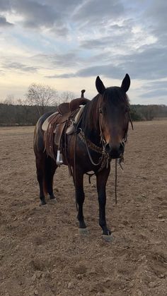 a brown horse standing on top of a dirt field