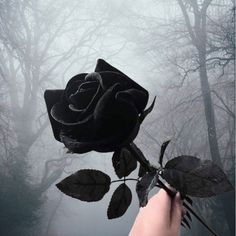 a person holding up a black rose in the fog