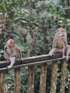 two monkeys sitting on top of a wooden fence next to each other in front of trees