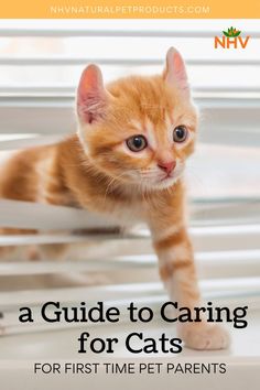 an orange kitten sitting on top of a window sill with the words, a guide to caring for cats for first time pet parents