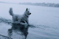 a white dog is running in the water