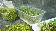 there are some plants that are in the plastic containers and on the table next to each other