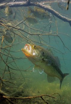 a fish that is swimming in the water near some branches and twigs on the ground