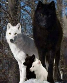 two black and one white wolf standing in the snow