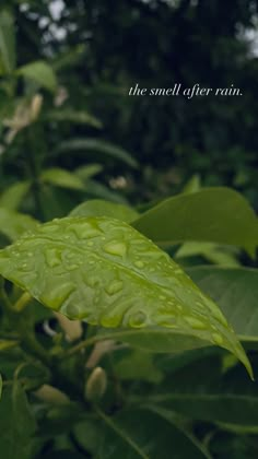 a green leaf with water drops on it and the words, the smell of other rain