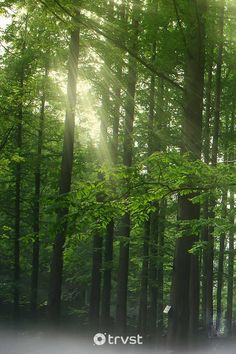 sunlight shining through the trees in a forest