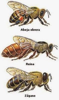 three different types of bees with their names in spanish and english, on white background