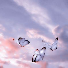 three white butterflies flying in the sky at sunset or dawn with pink and blue clouds