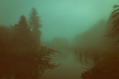 a foggy day with trees and water in the foreground