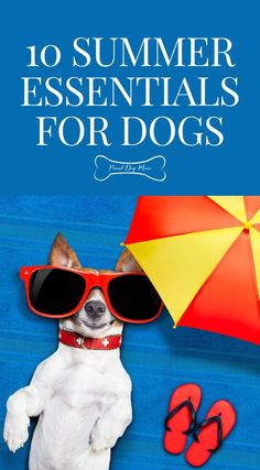 a dog with sunglasses and an umbrella on the beach is featured in this summer essentials for dogs book