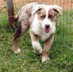 a brown and white dog is walking in the grass near a fence with its tongue out