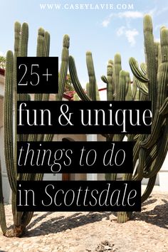 a cactus with the words 25 fun and unique things to do in scottsdale