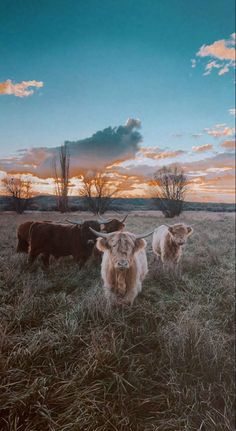 three cows are standing in the grass at sunset