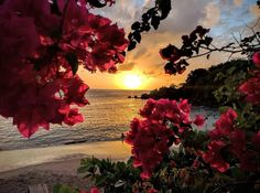 the sun is setting over the ocean with pink flowers in front of it and on the beach