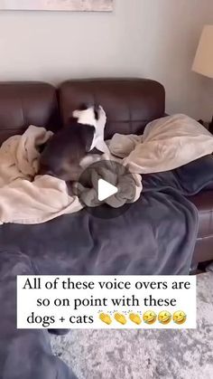 a dog laying on top of a couch next to a pillow and blanket with the caption, all of these voice overs are so on point with these dogs + cats