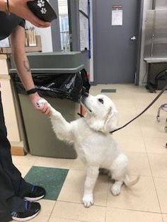 a white dog being petted by a person in an office setting with other people