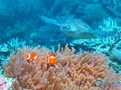 two clown fish in anemone with a turtle on the other side looking at them