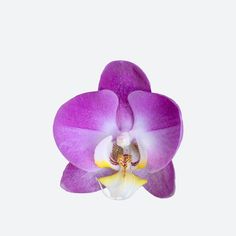 a purple and white flower with yellow stamens on it's center piece