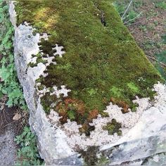 moss growing on the side of a stone wall