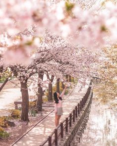 a woman is standing on the edge of a bridge with cherry trees in blooming