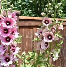 pink and white flowers in front of a wooden fence