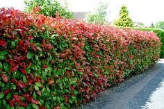 a hedge is lined with red and green leaves